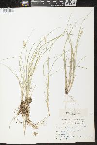 Carex arcta image