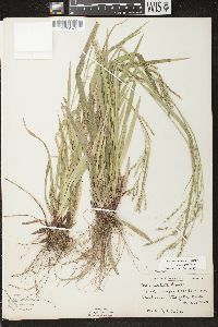 Carex arctata image