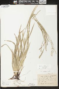 Carex arctata image