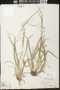 Carex arctata image