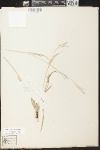 Carex arctata image