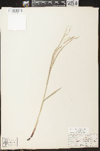 Carex arctata image