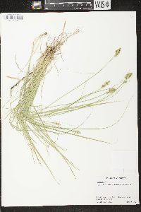 Carex arcta image