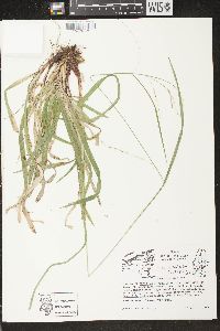 Carex arctata image