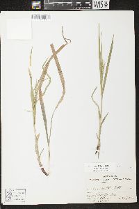 Carex arctata image