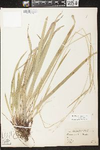 Carex arctata image