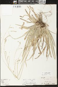 Carex arctata image