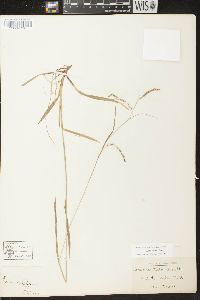 Carex arctata image