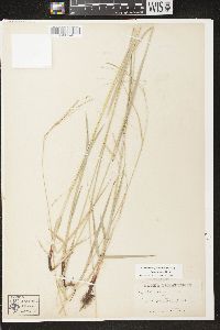 Carex arctata image