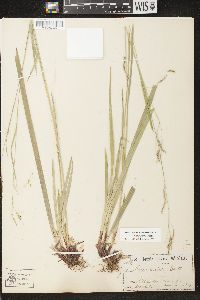 Carex arctata image