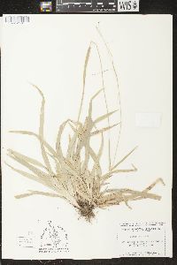 Carex arctata image