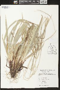 Carex arctata image