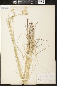 Carex argyrantha image