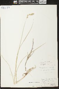 Carex argyrantha image