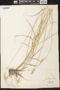 Carex argyrantha image