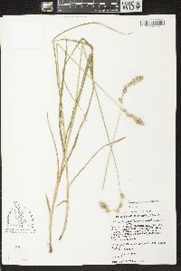 Carex argyrantha image