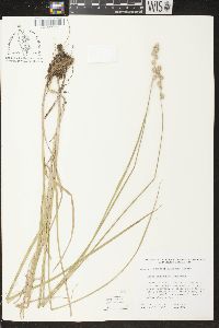 Carex argyrantha image