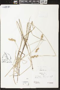 Carex argyrantha image