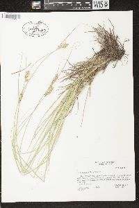 Carex arkansana image