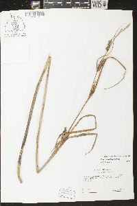 Carex atherodes image