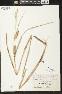 Carex atherodes image