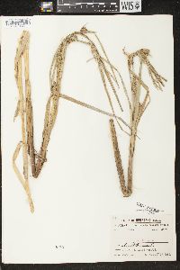 Carex atherodes image