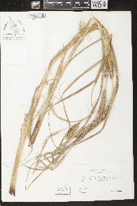 Carex atherodes image