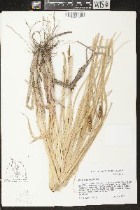 Carex atherodes image