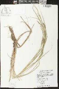 Carex atherodes image