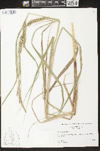 Carex atherodes image