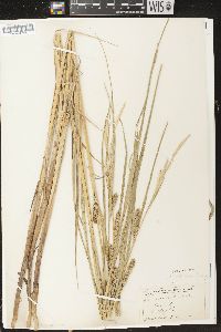 Carex atherodes image