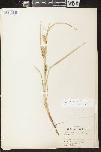 Carex atherodes image