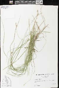 Carex atlantica image