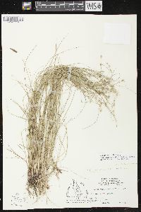 Carex atlantica subsp. capillacea image