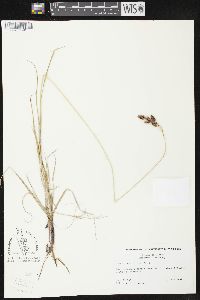 Carex atratiformis image