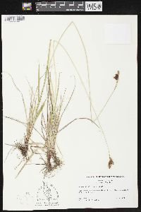 Carex atratiformis image