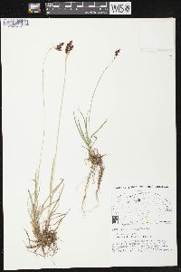 Carex atratiformis image