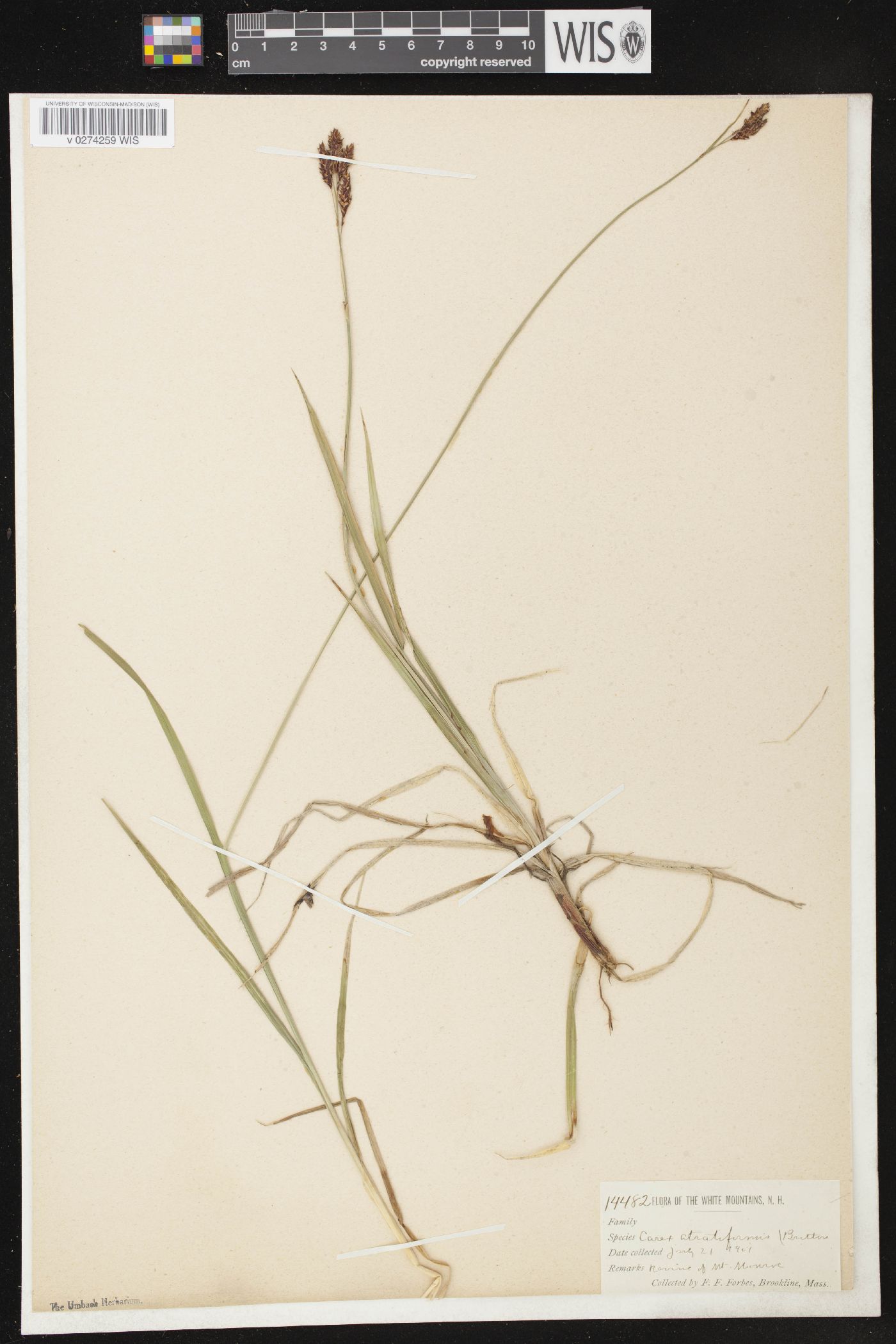 Carex atratiformis image