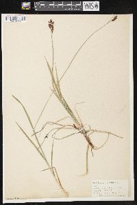 Carex atratiformis image