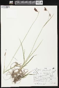 Carex atratiformis image