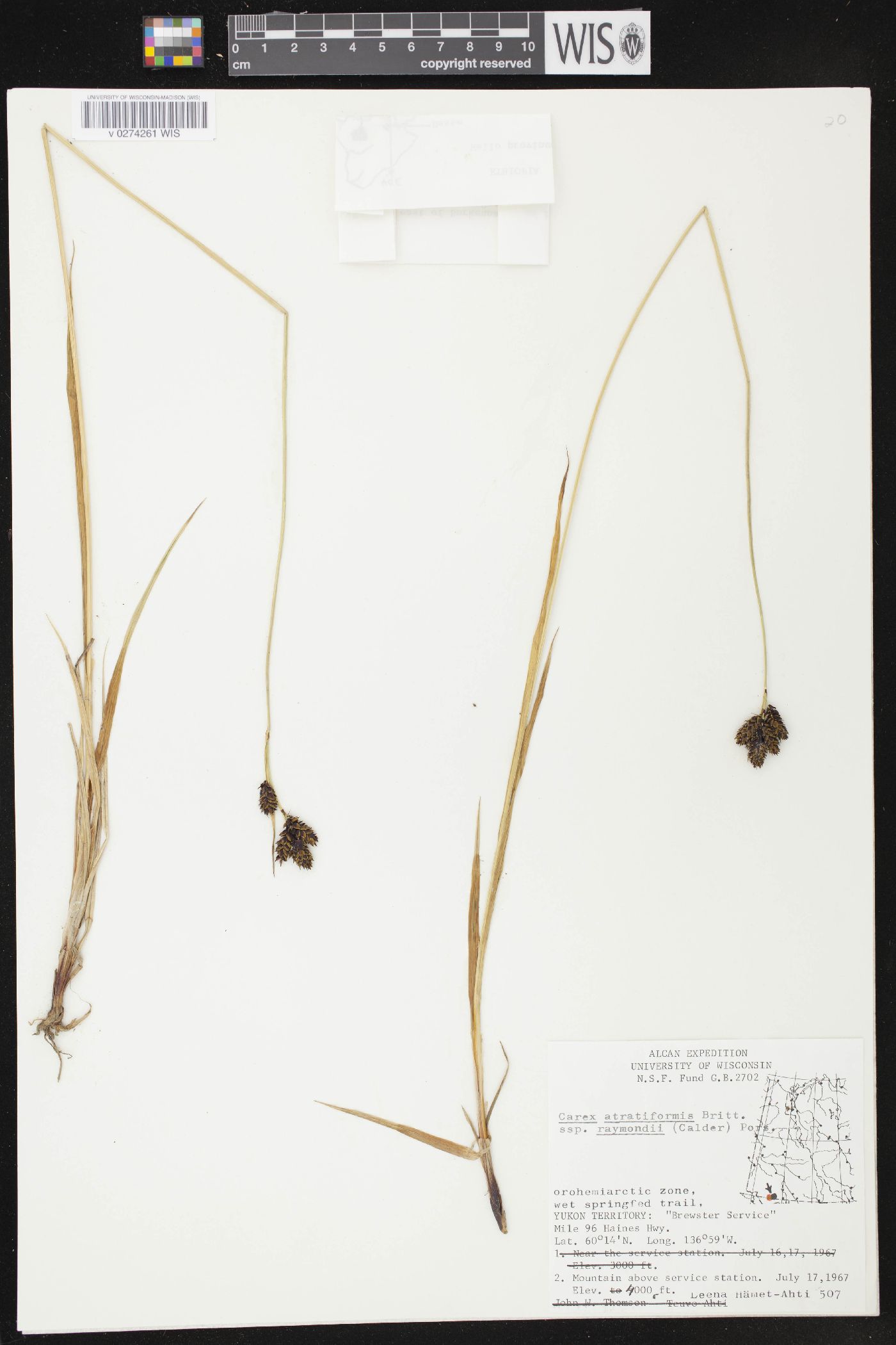Carex atratiformis image