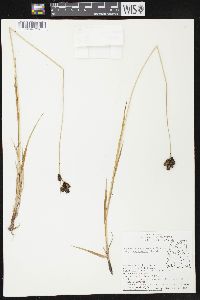 Carex atratiformis image