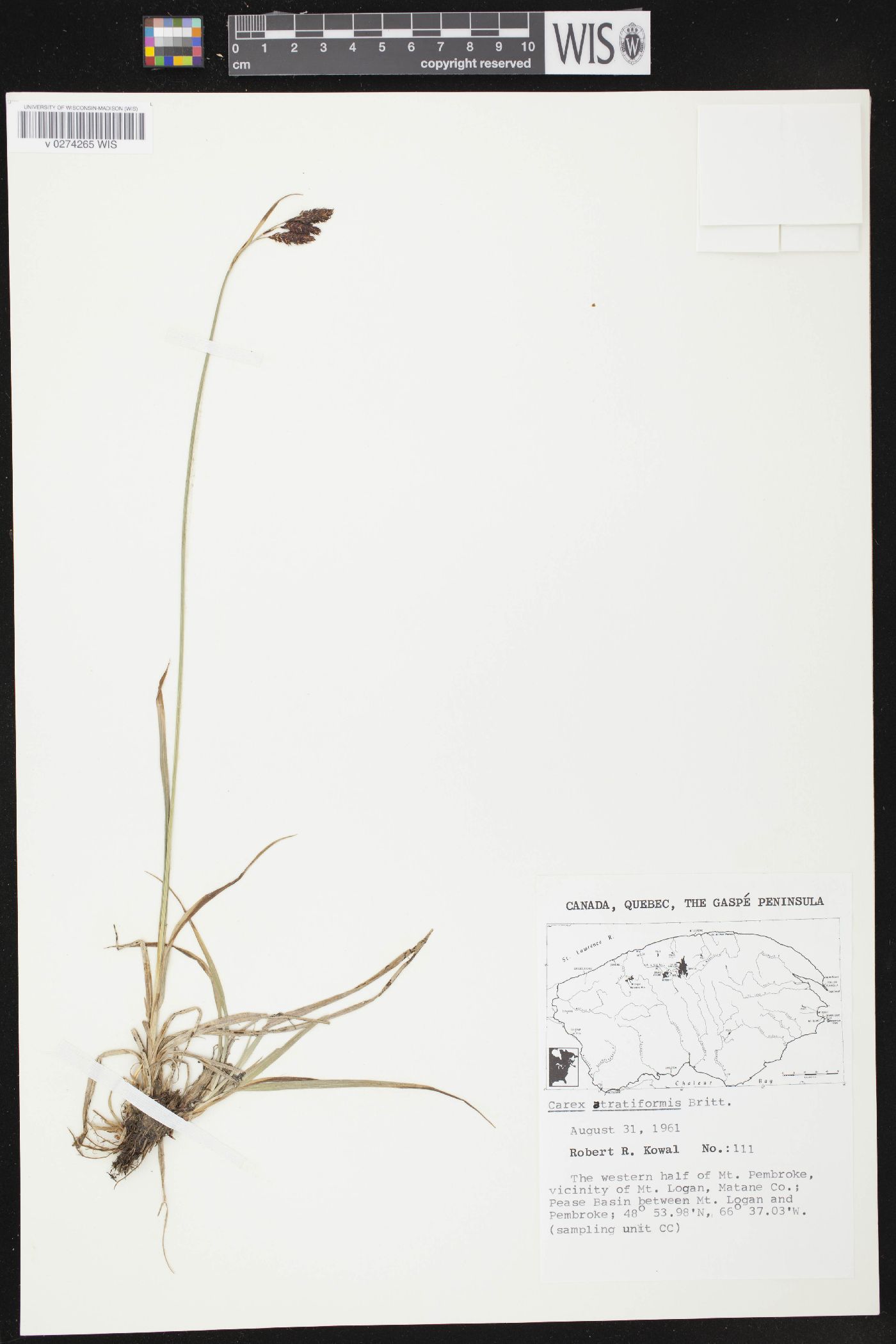 Carex atratiformis image