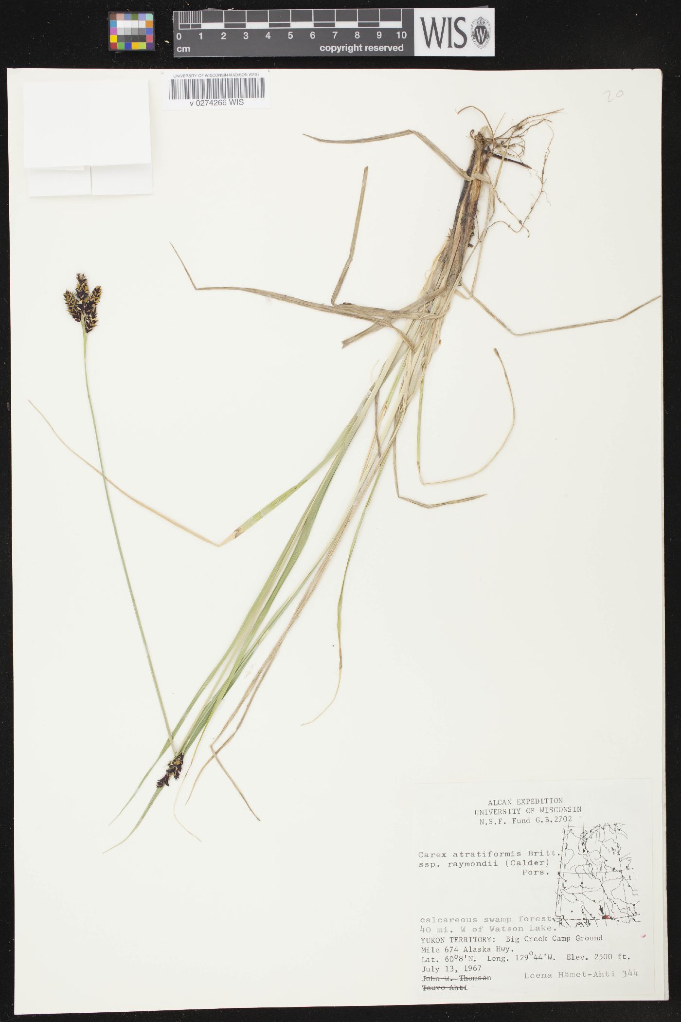 Carex atratiformis image