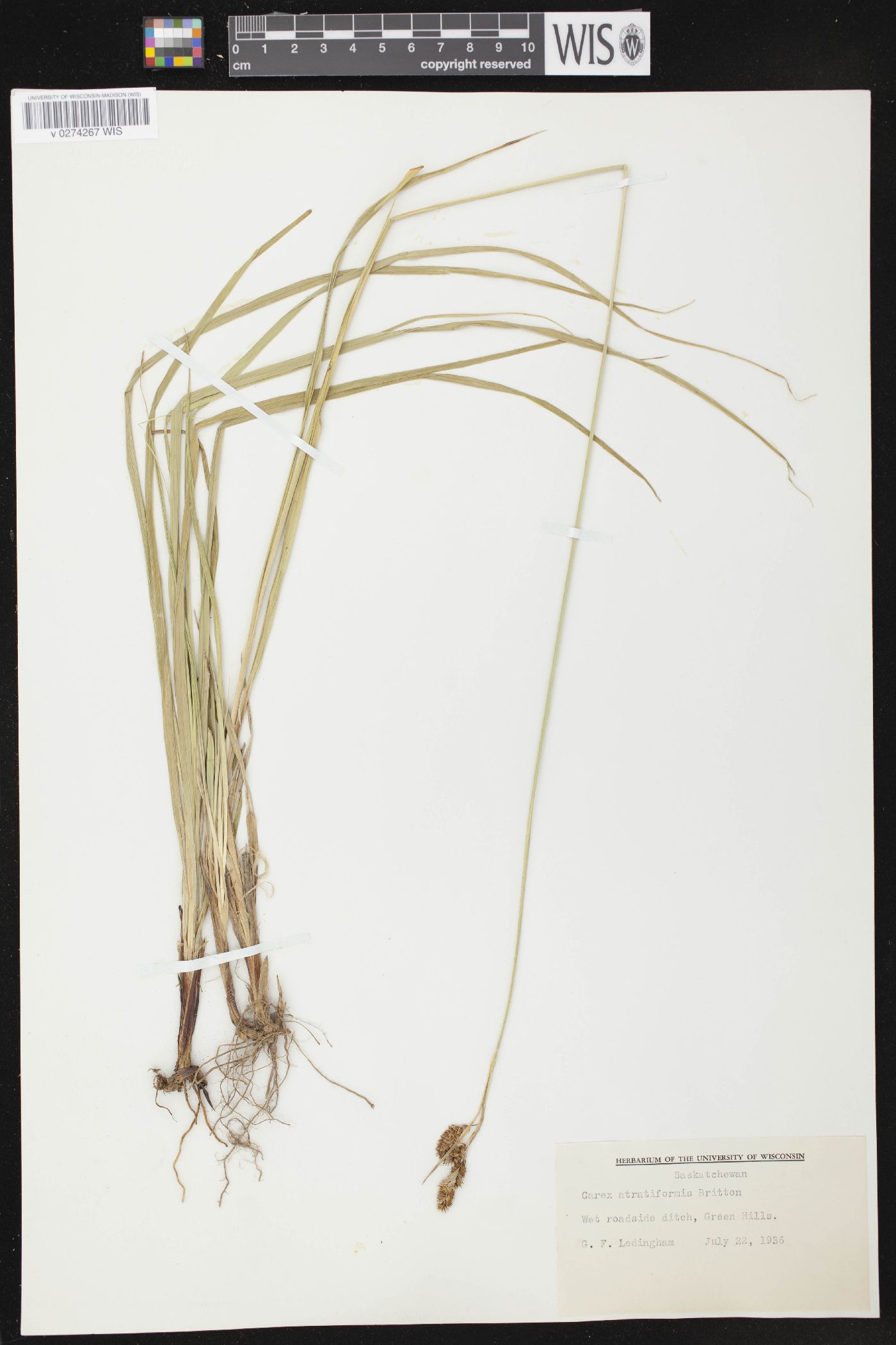 Carex atratiformis image