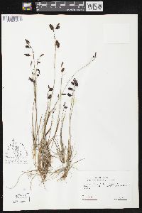 Carex atrofusca image