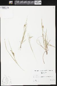 Carex aurea image