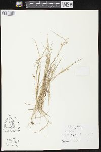 Carex aurea image