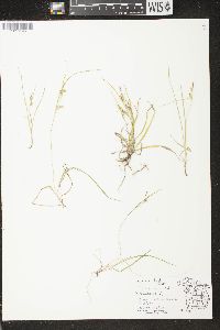 Carex aurea image