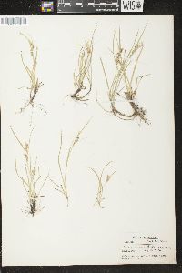 Carex aurea image